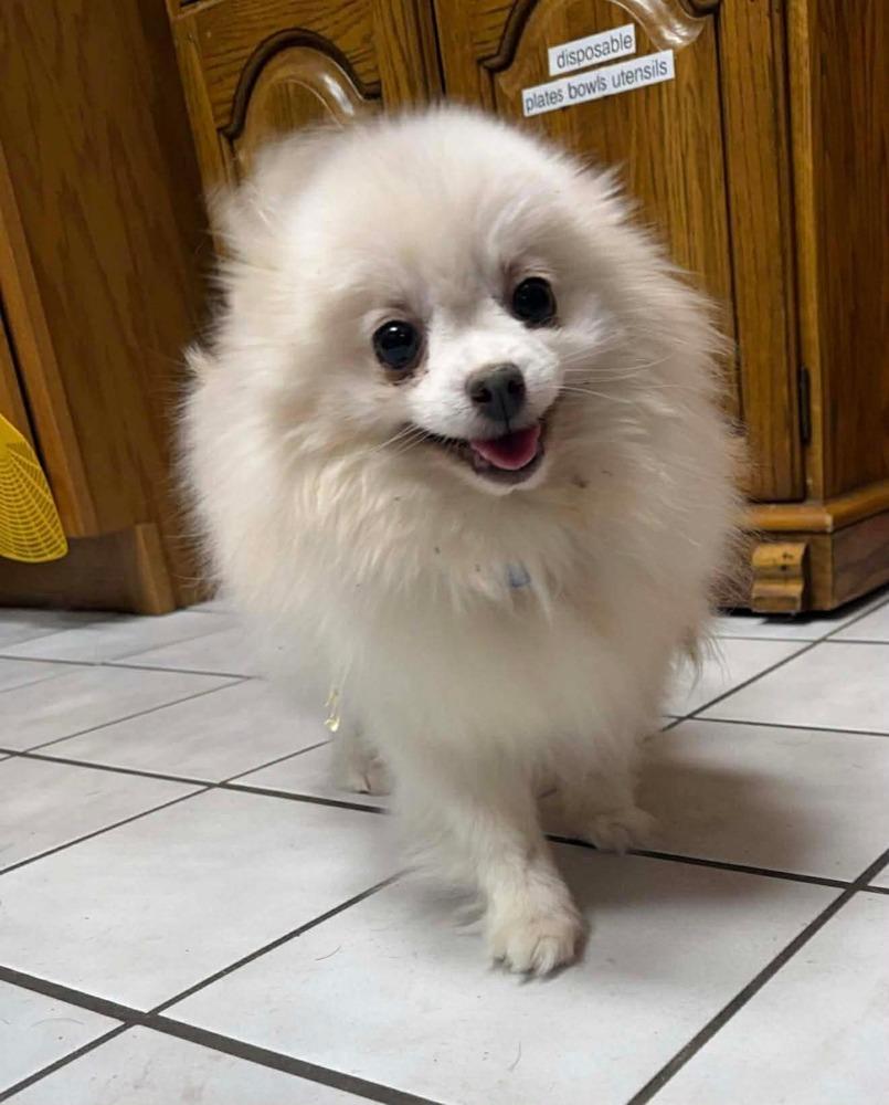 Enlarge Pompom, a Adoptable Pomeranian in Wausau, WI image 1/6