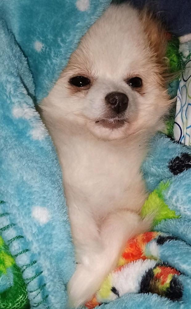 Enlarge Pompom, a Adoptable Pomeranian in Wausau, WI image 2/6