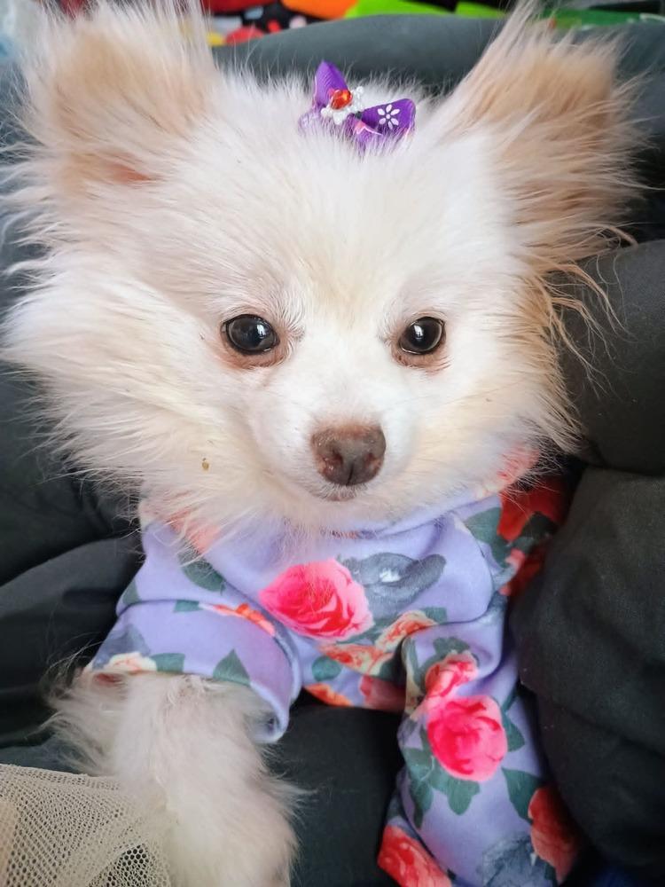 Enlarge Pompom, a Adoptable Pomeranian in Wausau, WI image 4/6