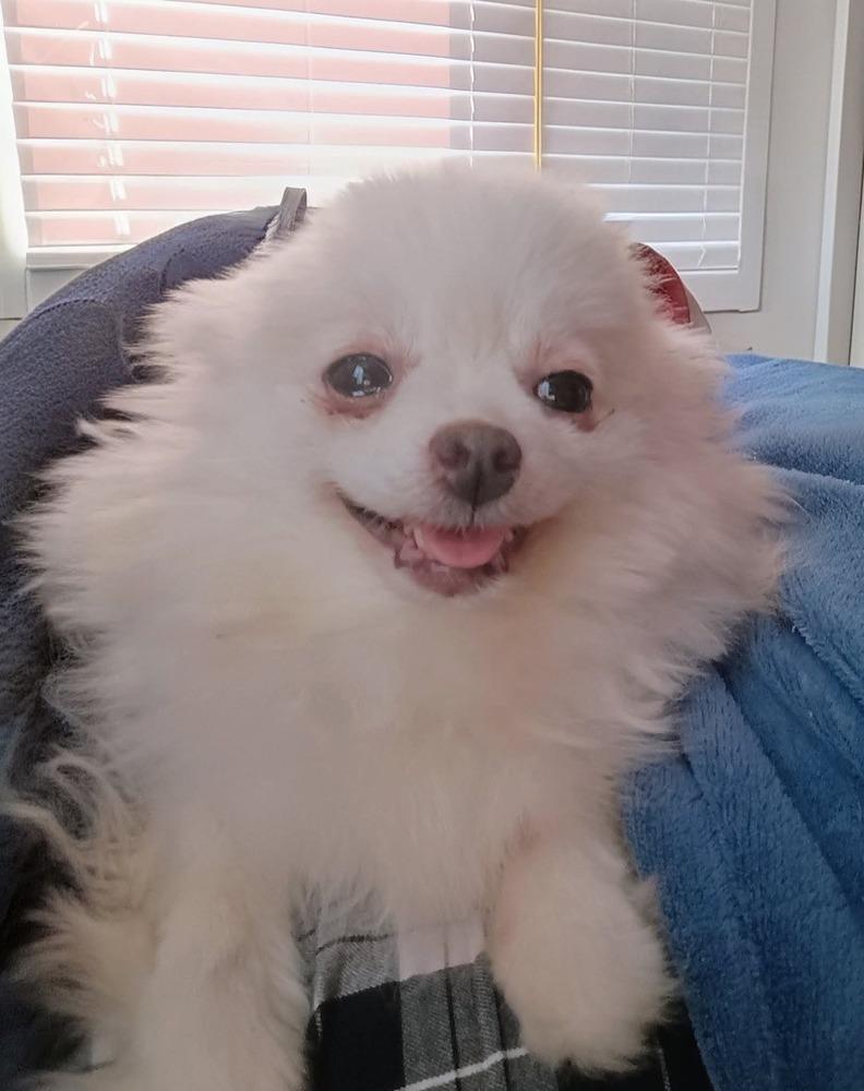 Enlarge Pompom, a Adoptable Pomeranian in Wausau, WI image 5/6