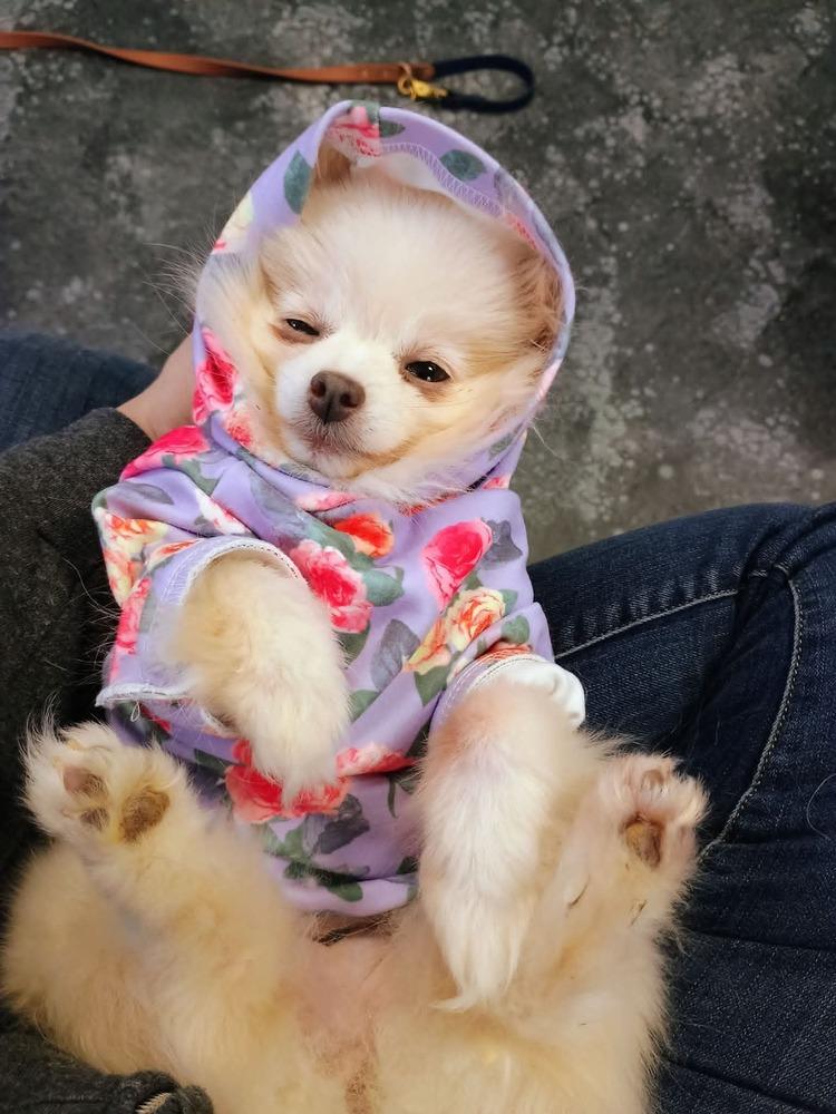 Enlarge Pompom, a Adoptable Pomeranian in Wausau, WI image 6/6