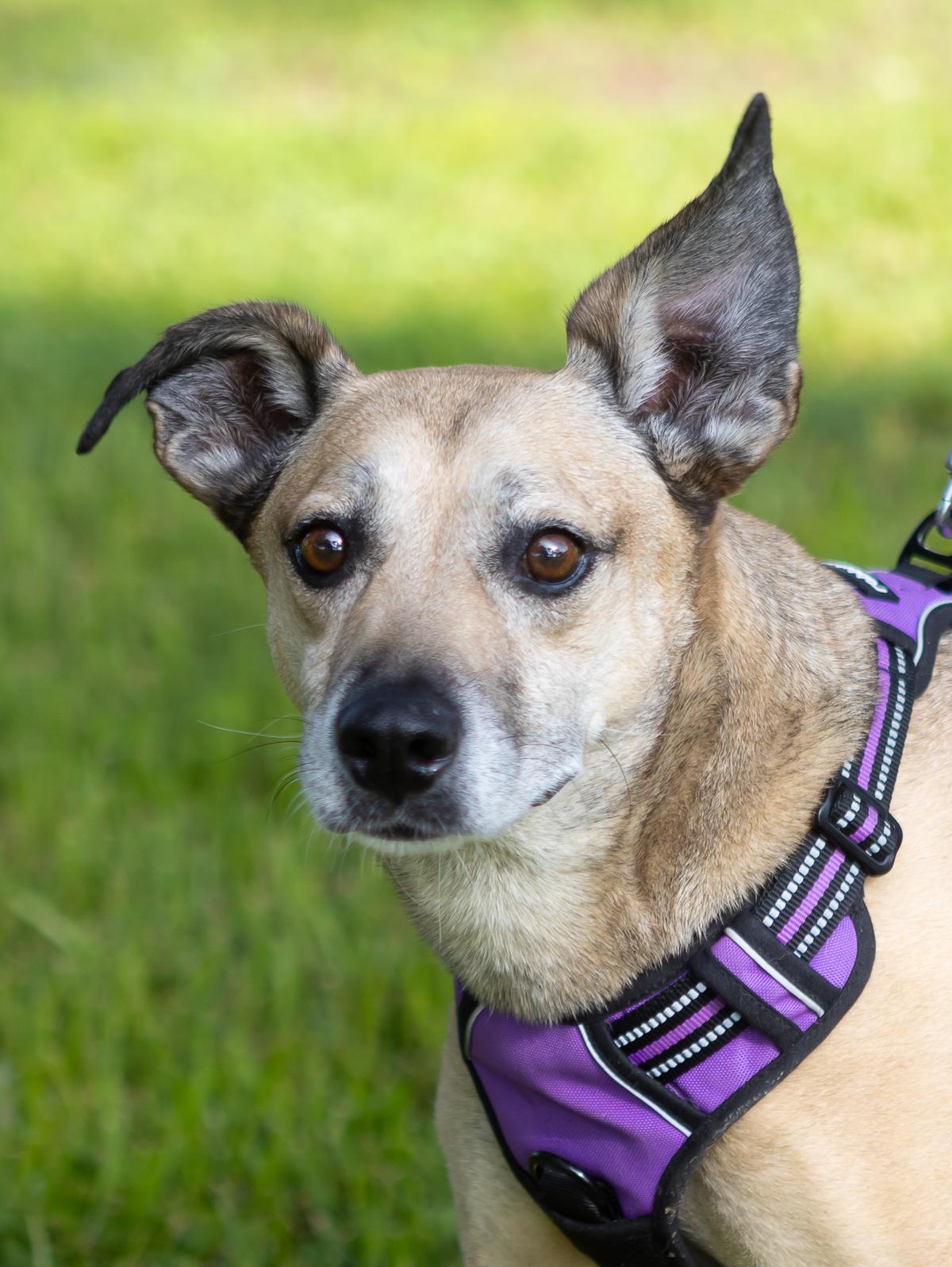 Scooter, Adoptable, Adult Male Shepherd & Hound.