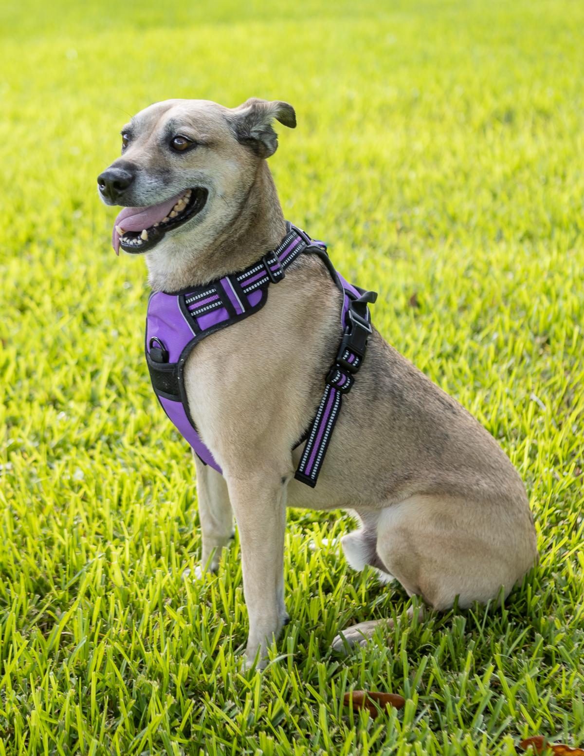 Scooter, a Adoptable mixed breed in Zachary, LA image 3/6