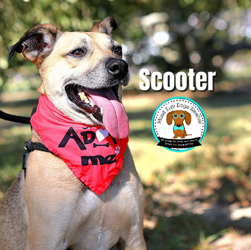 Enlarge Scooter, a Adoptable mixed breed in Zachary, LA image 9/11