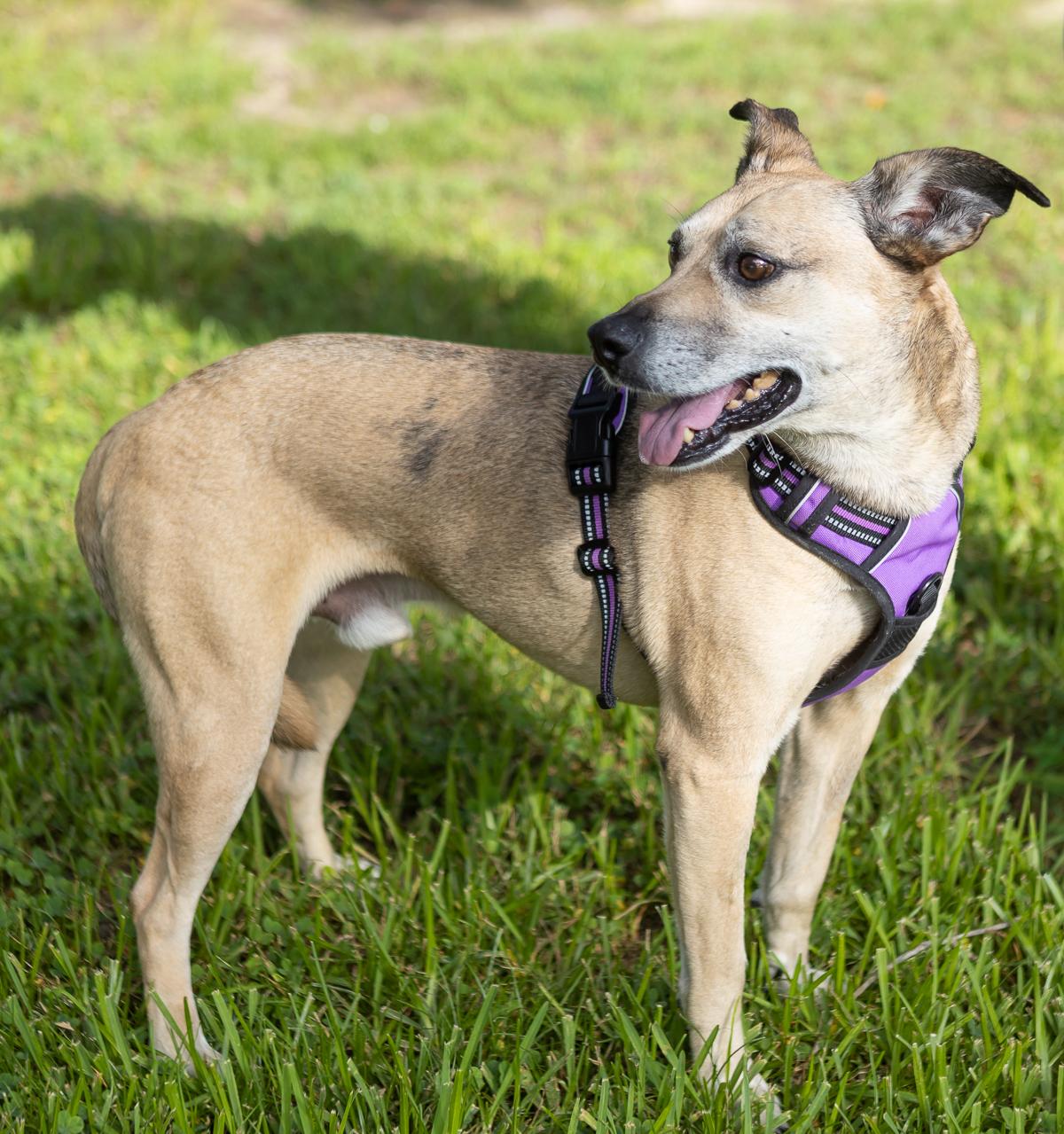 Scooter, a Adoptable mixed breed in Zachary, LA image 6/6