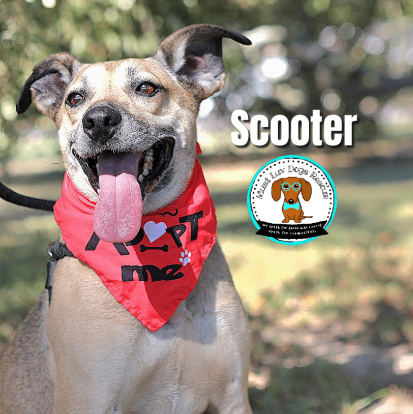 Enlarge Scooter, a Adoptable mixed breed in Zachary, LA image 7/11