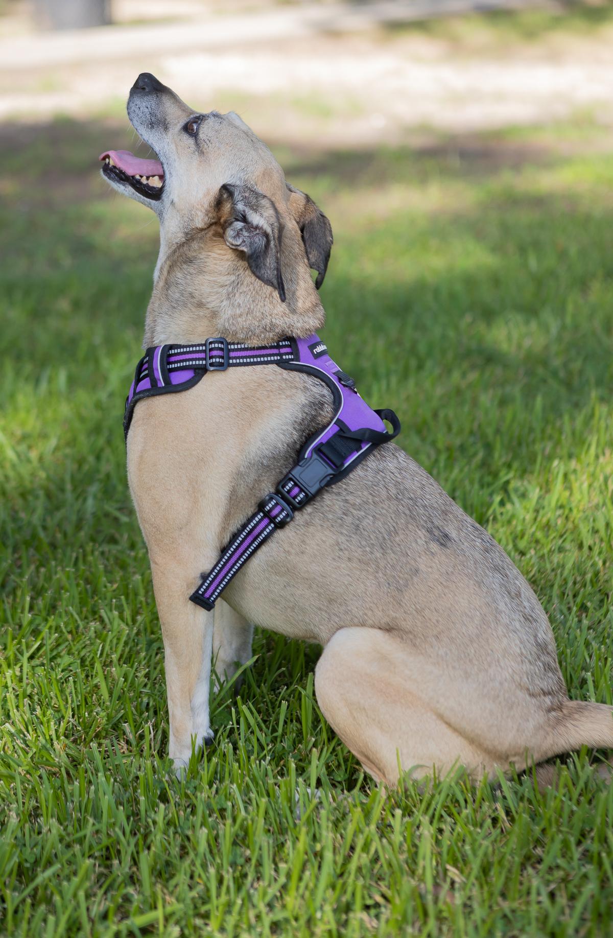 Scooter, a Adoptable mixed breed in Zachary, LA image 4/6