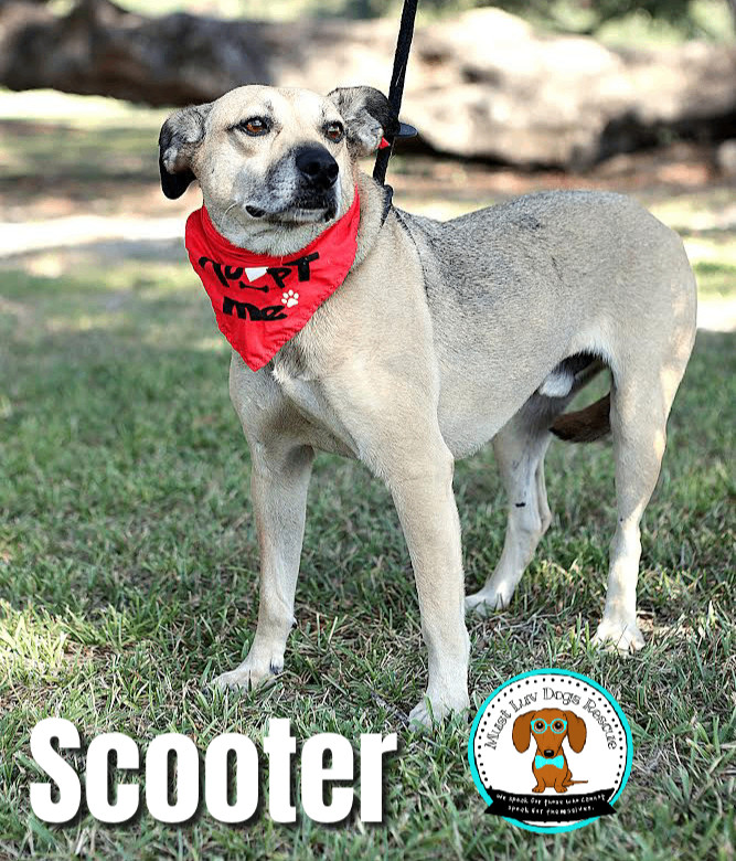 Enlarge Scooter, a Adoptable mixed breed in Zachary, LA image 10/11