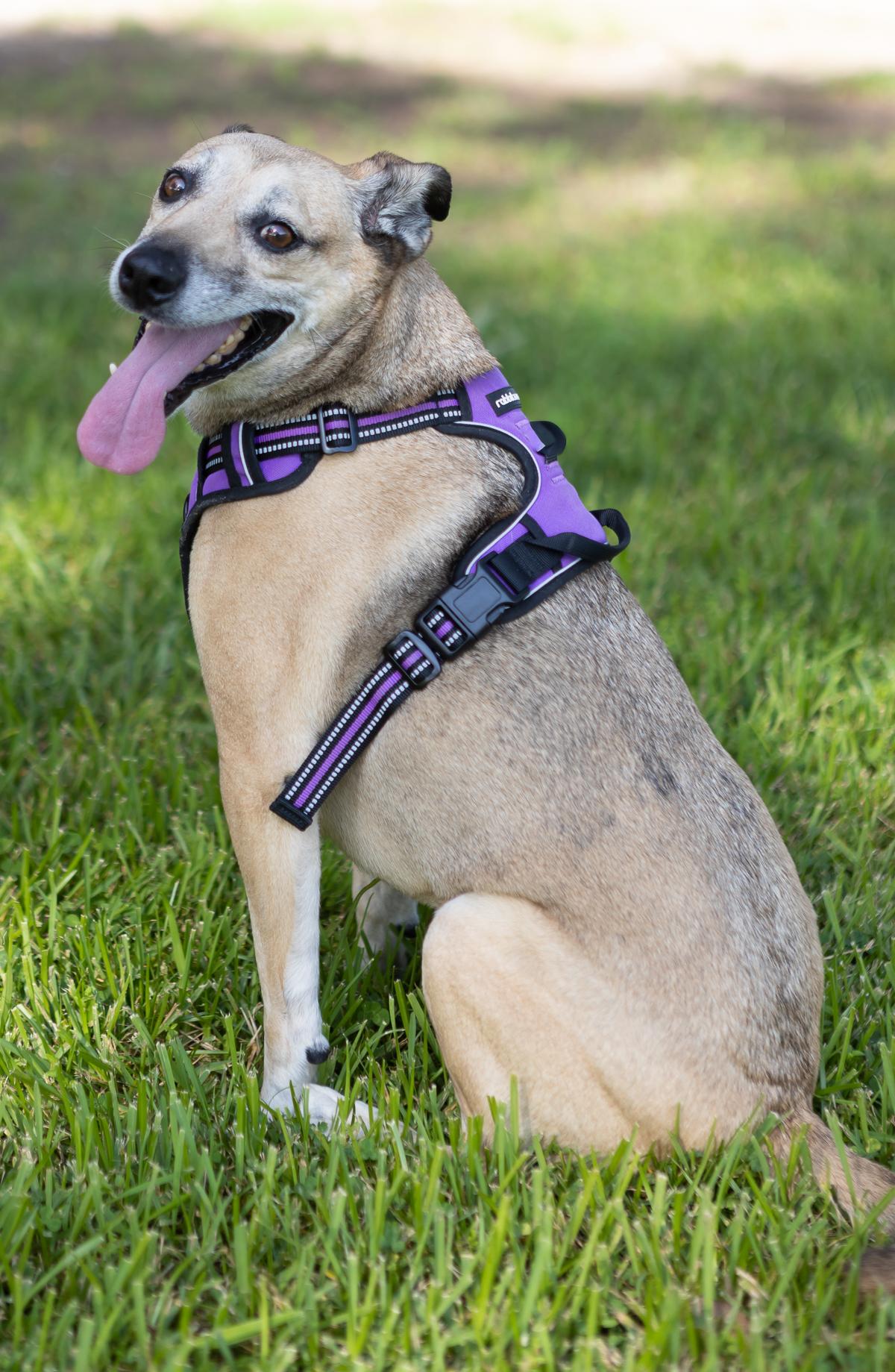 Scooter, a Adoptable mixed breed in Zachary, LA image 5/6