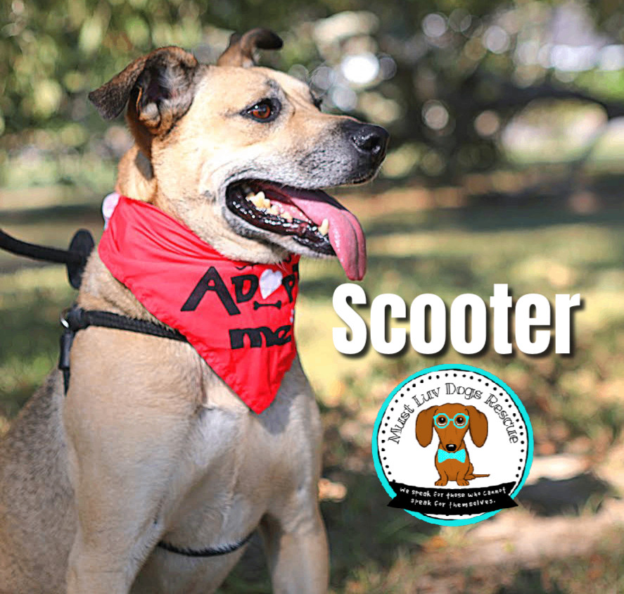 Enlarge Scooter, a Adoptable mixed breed in Zachary, LA image 8/11