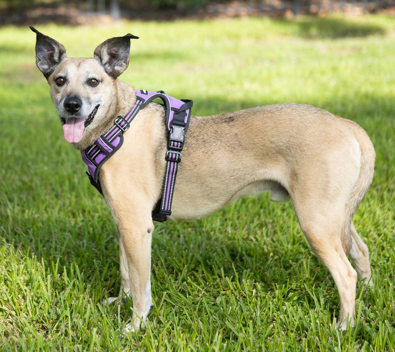 Scooter, a Adoptable mixed breed in Zachary, LA image 2/6