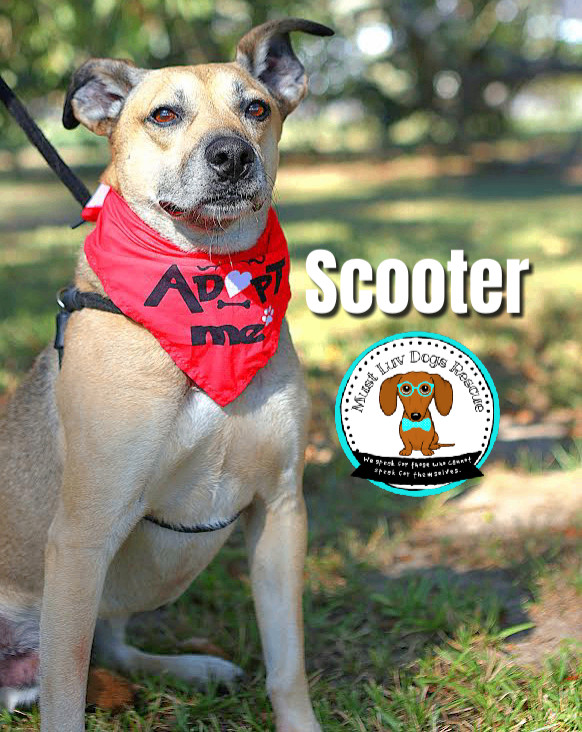 Enlarge Scooter, a Adoptable mixed breed in Zachary, LA image 11/11