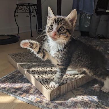 Bramble, Adoptable, Kitten Female Domestic Short Hair.