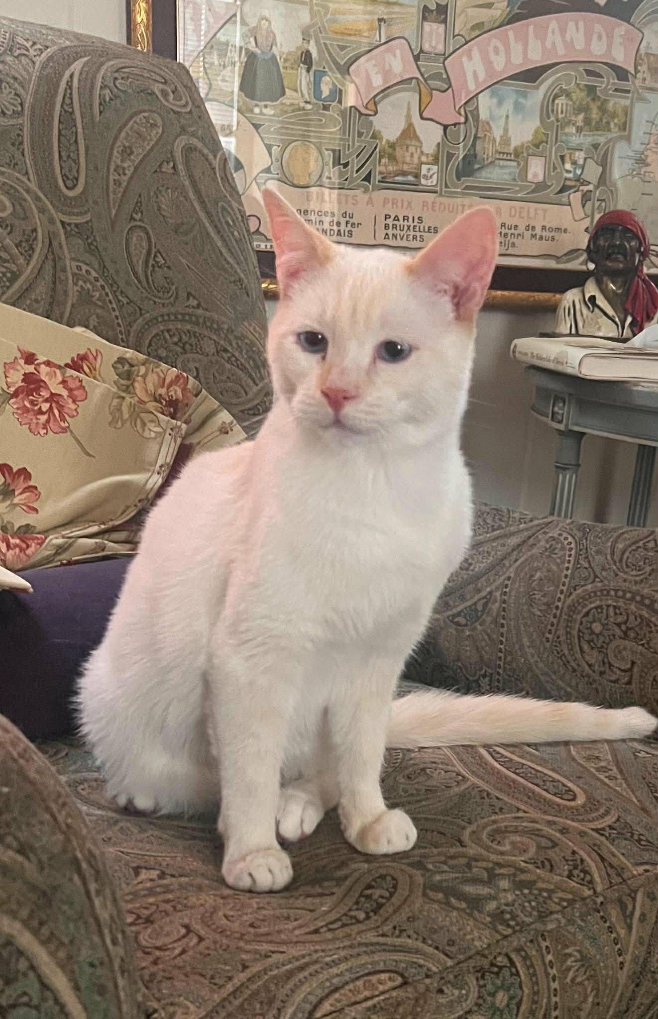 Enlarge Comet, a Adopted Domestic Short Hair in Gonic, NH image 1/3