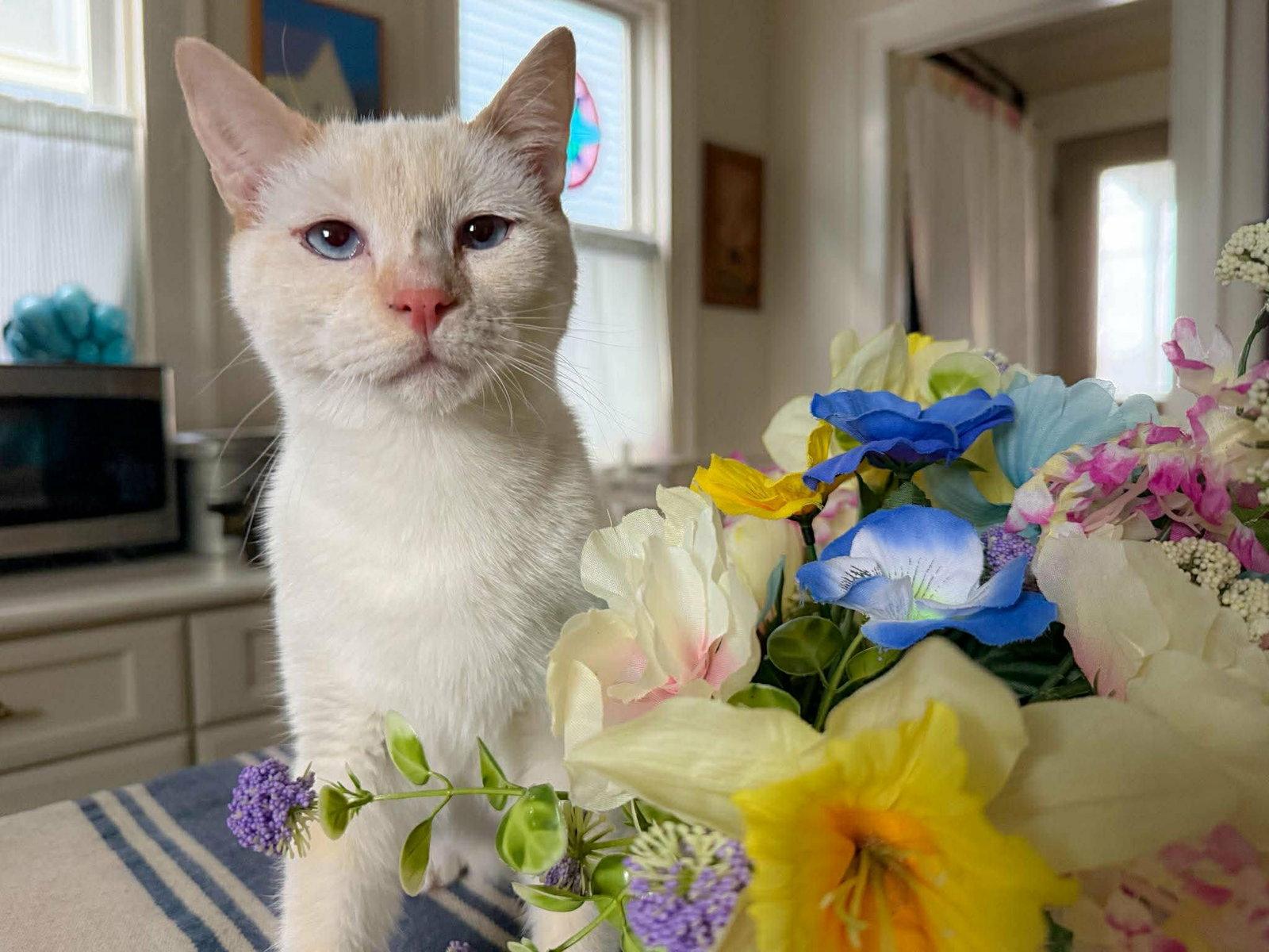 Enlarge Comet, a Adopted Domestic Short Hair in Gonic, NH image 2/3