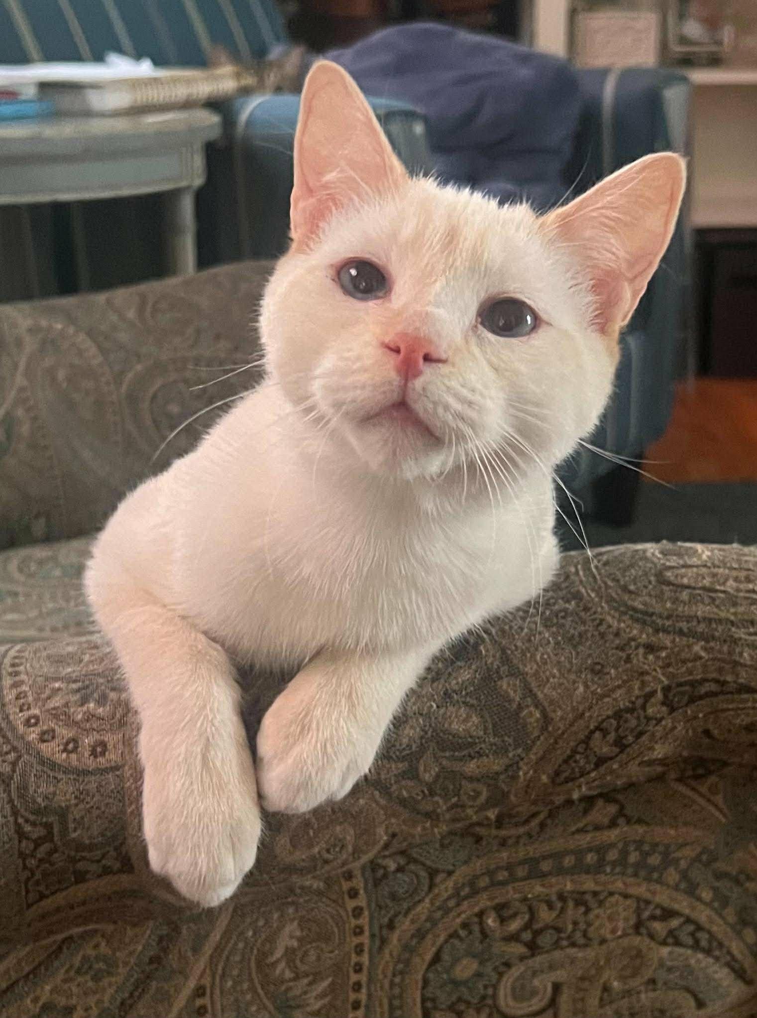 Enlarge Comet, a Adopted Domestic Short Hair in Gonic, NH image 3/3