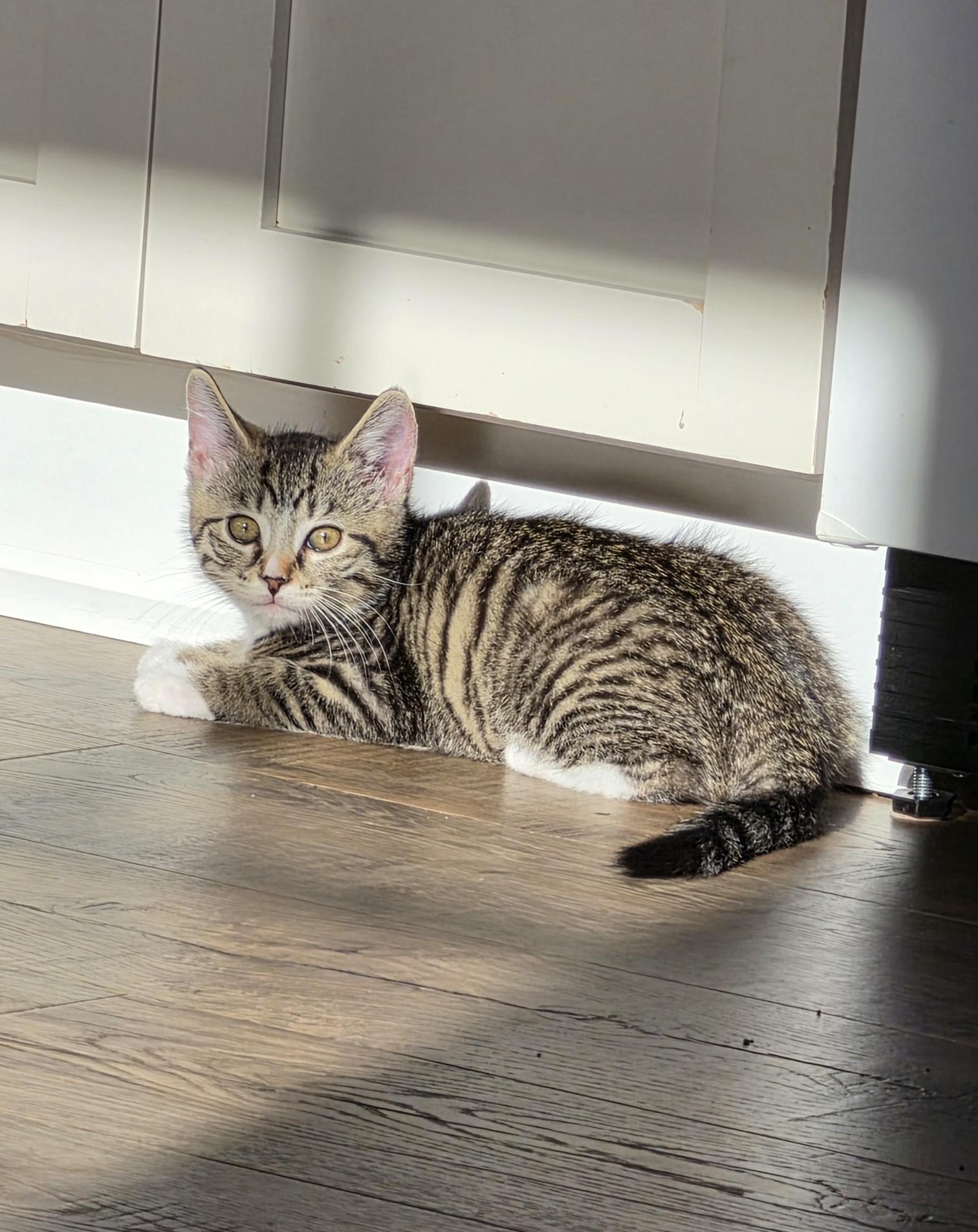 Skip, a ADOPTABLE Domestic Short Hair in Mount Juliet, TN image 6/6