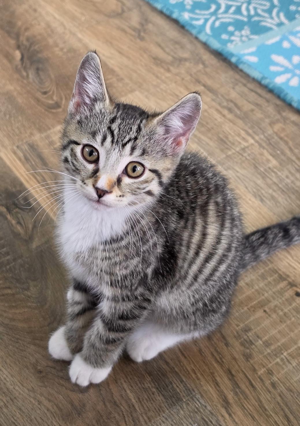Skip, ADOPTABLE, Kitten Male Domestic Short Hair.