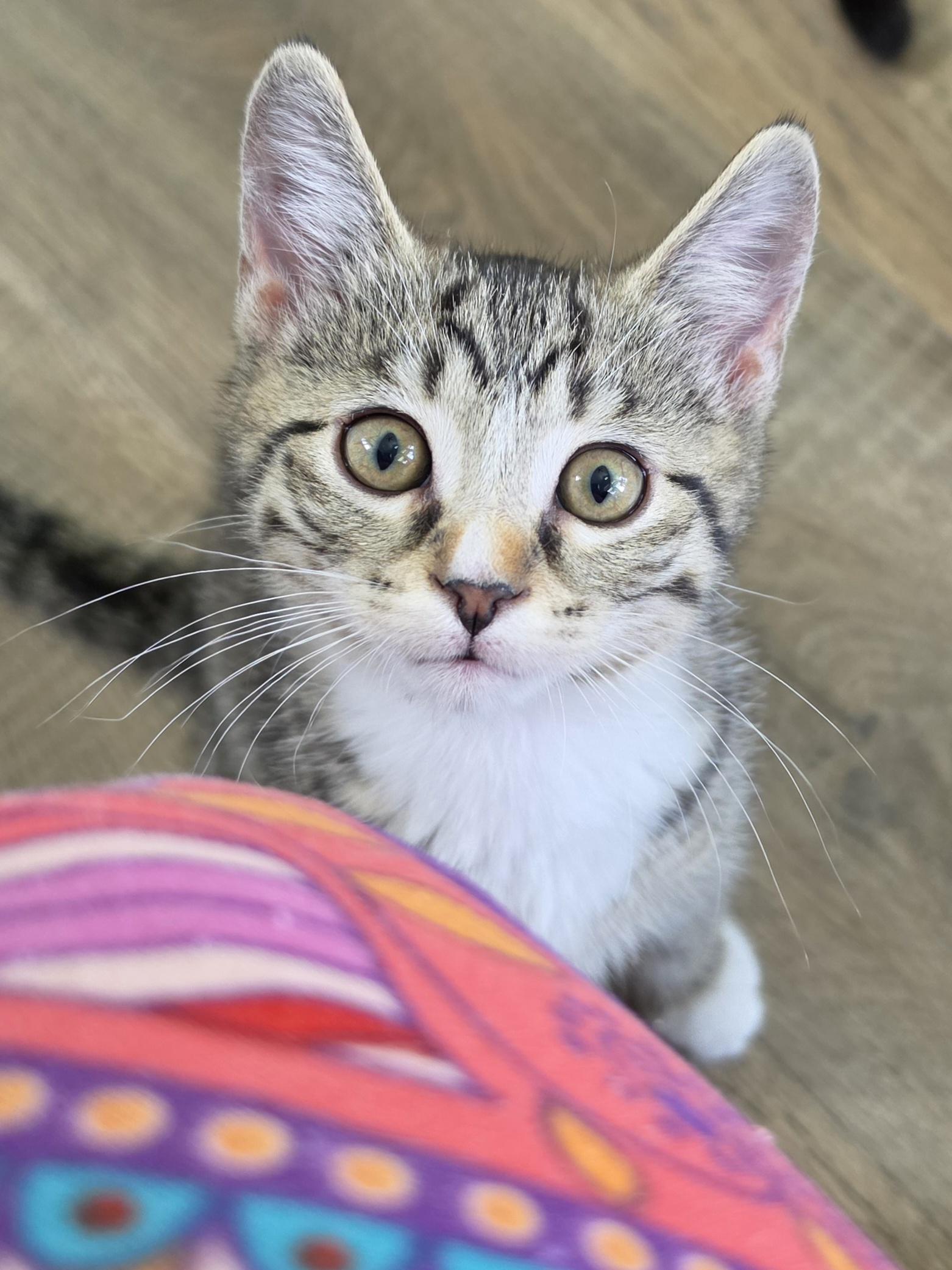 Skip, a ADOPTABLE Domestic Short Hair in Mount Juliet, TN image 2/6
