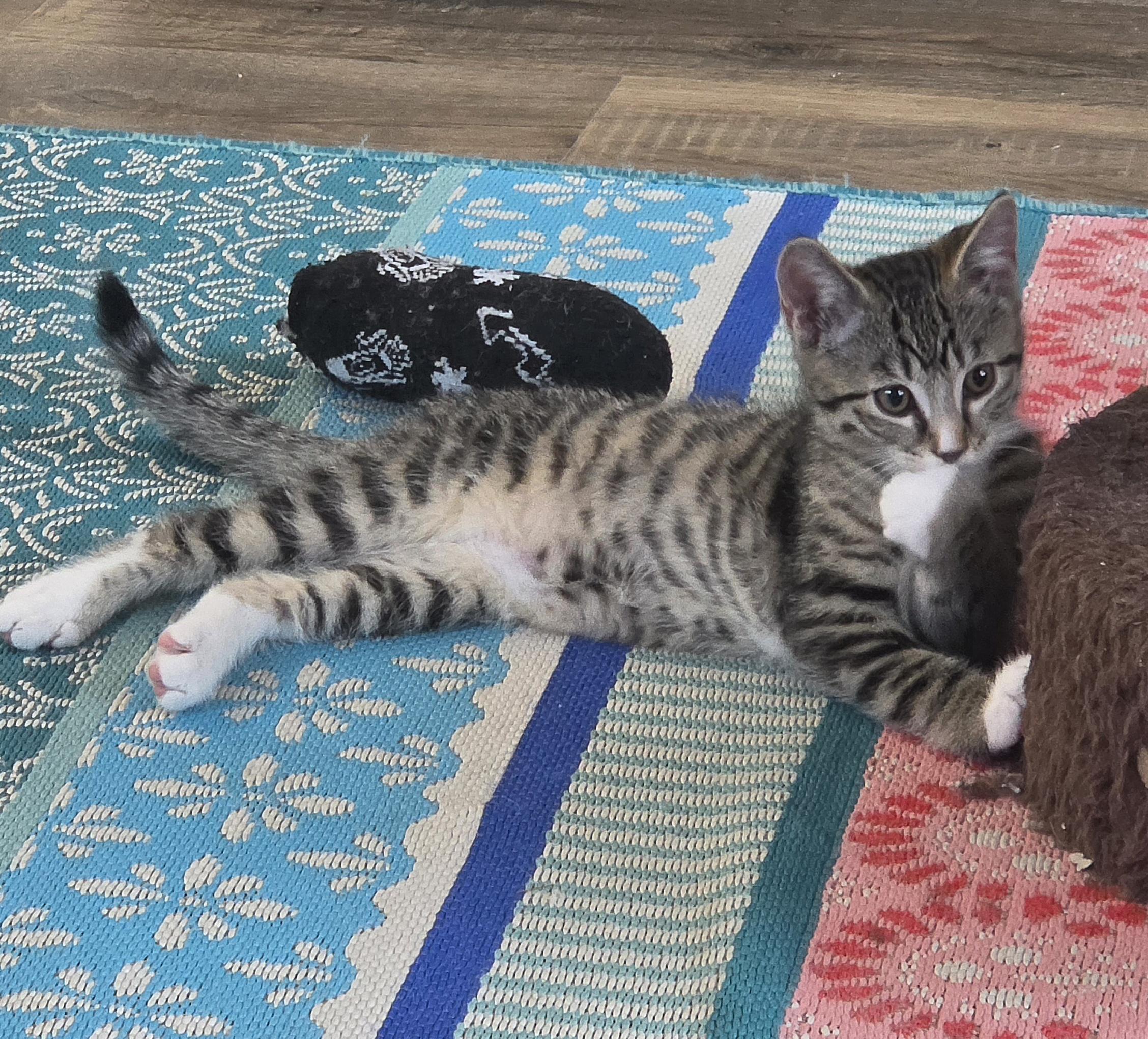 Skip, a ADOPTABLE Domestic Short Hair in Mount Juliet, TN image 4/6