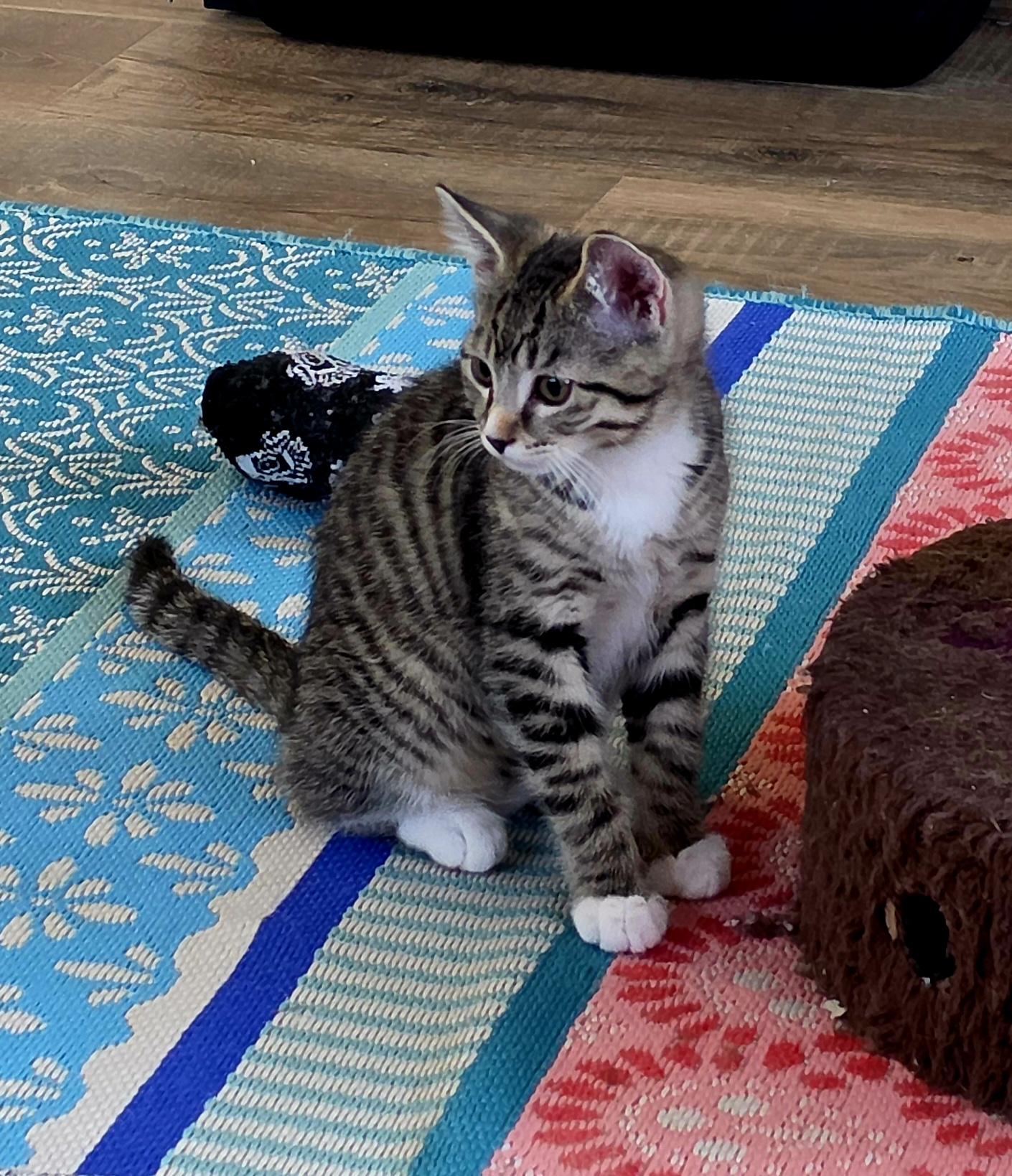 Skip, a ADOPTABLE Domestic Short Hair in Mount Juliet, TN image 5/6