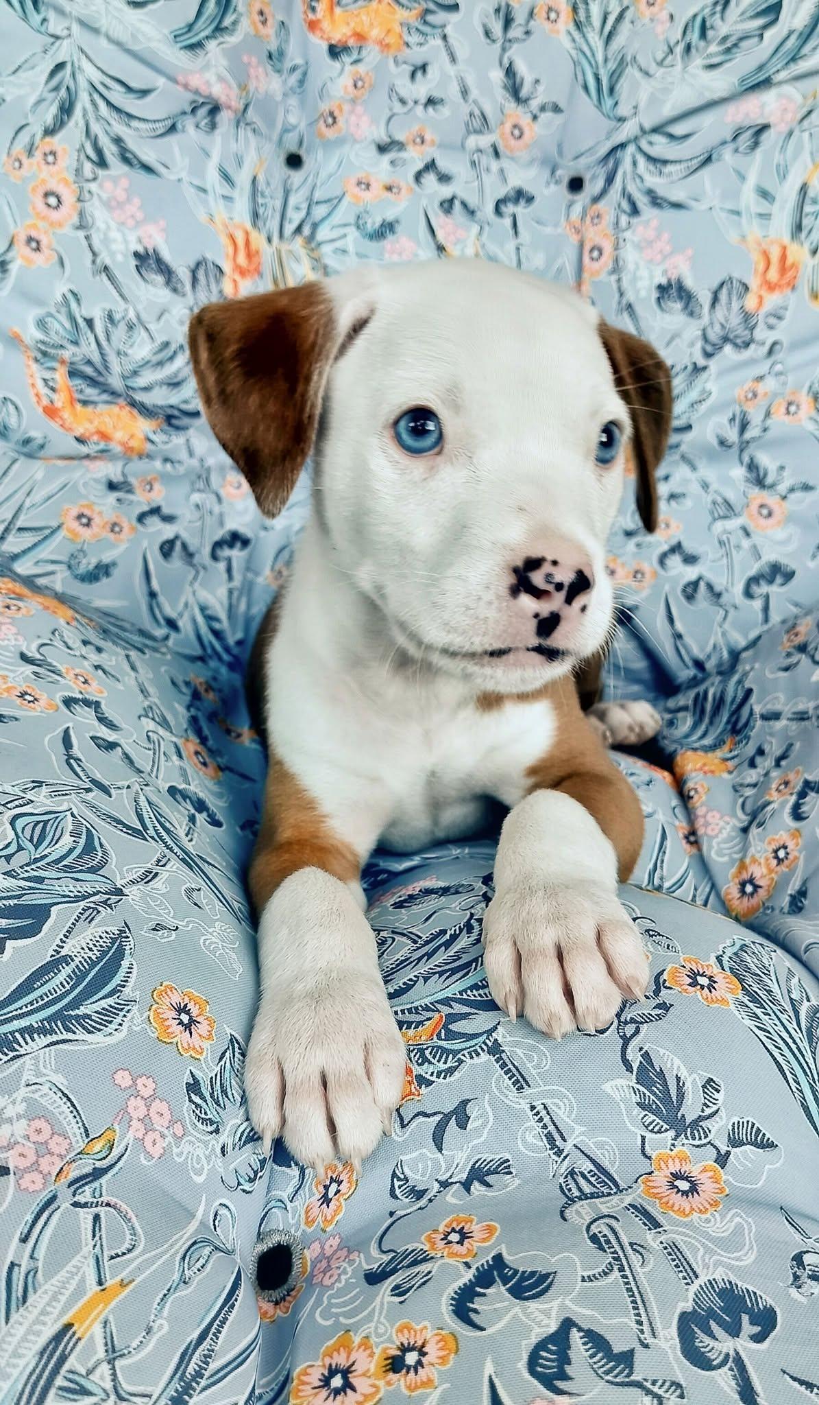 Enlarge Creedence, a Adopted Pit Bull Terrier in New Port Richey, FL image 2/6