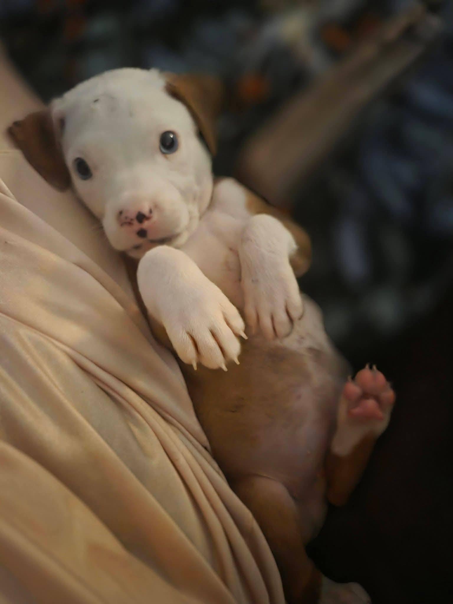 Enlarge Creedence, a Adopted Pit Bull Terrier in New Port Richey, FL image 3/6