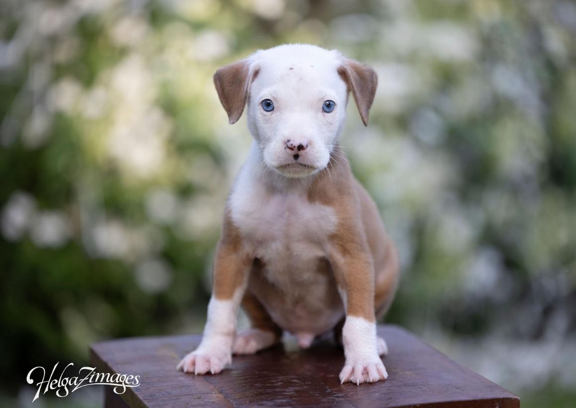 Enlarge Creedence, a Adopted Pit Bull Terrier in New Port Richey, FL image 4/6
