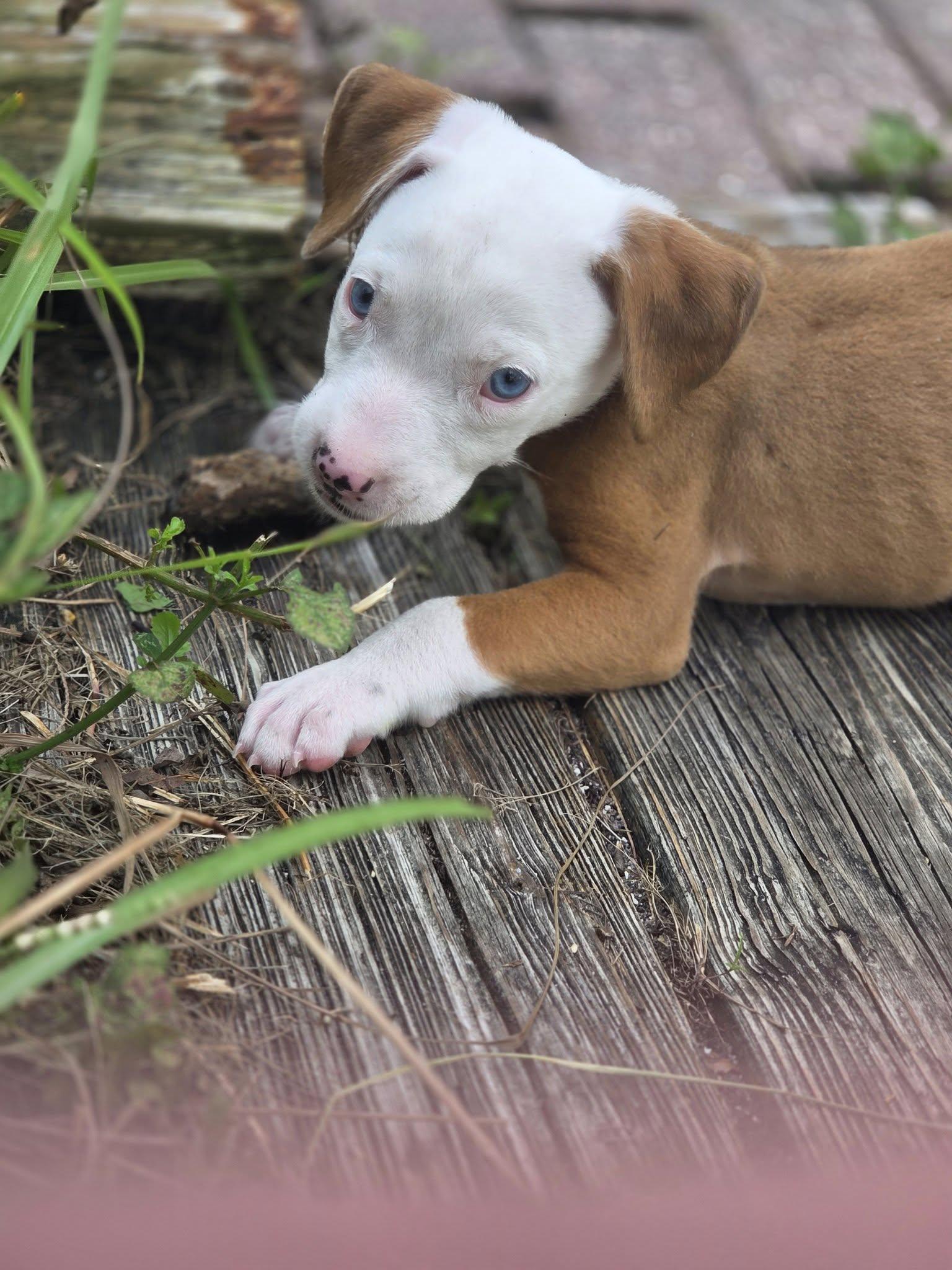 Enlarge Creedence, a Adopted Pit Bull Terrier in New Port Richey, FL image 5/6