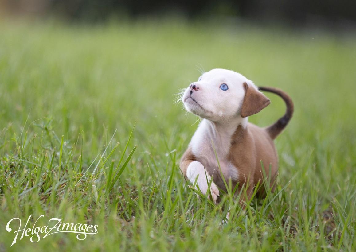 Creedence, Adopted, Puppy Male Pit Bull Terrier.