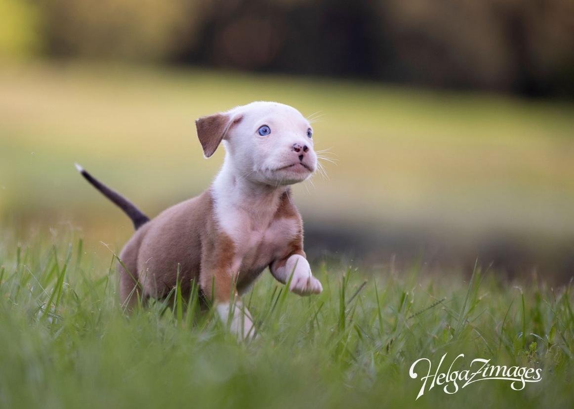 Enlarge Creedence, a Adopted Pit Bull Terrier in New Port Richey, FL image 6/6
