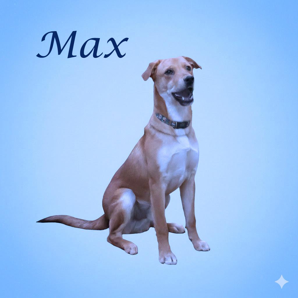 Max D25-212, Adoptable, Young Male Mixed Breed.