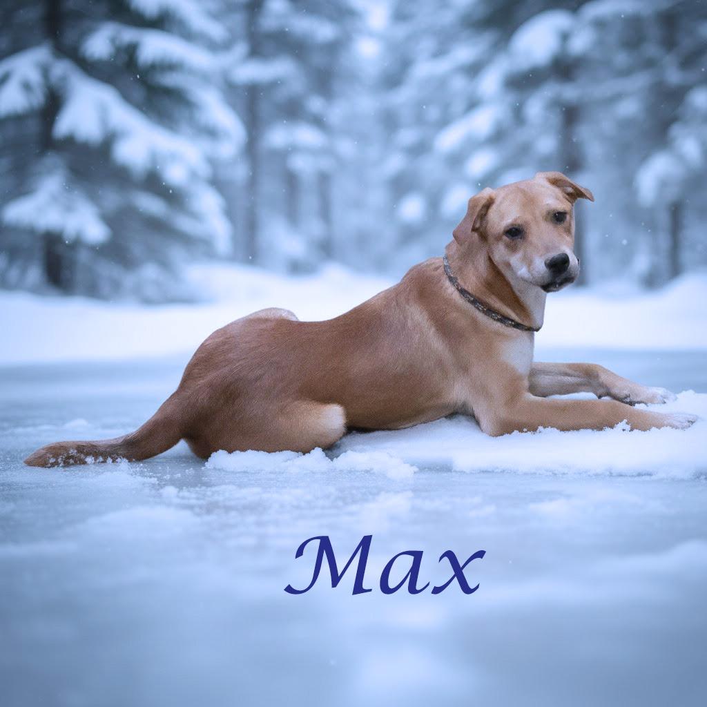 Enlarge Max D25-212, a Adoptable Mixed Breed in Lebanon, TN image 4/5