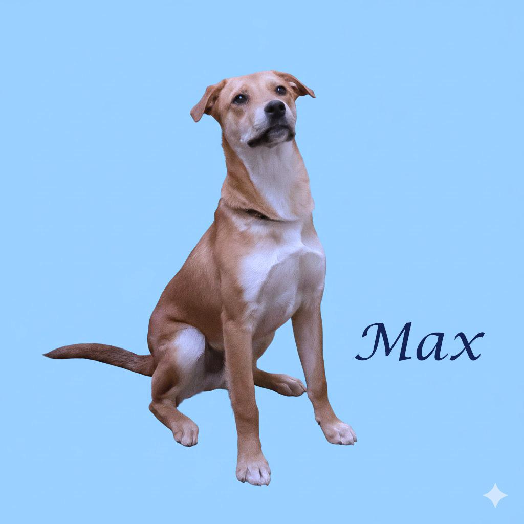 Enlarge Max D25-212, a Adoptable Mixed Breed in Lebanon, TN image 5/5