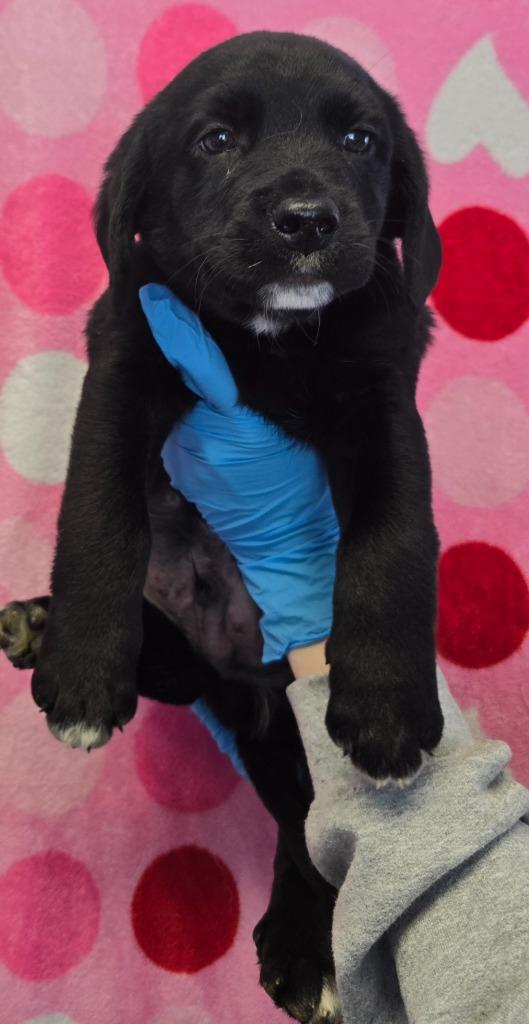 Enlarge Doody, a Adoptable mixed breed in Murphysboro, IL image 1/2