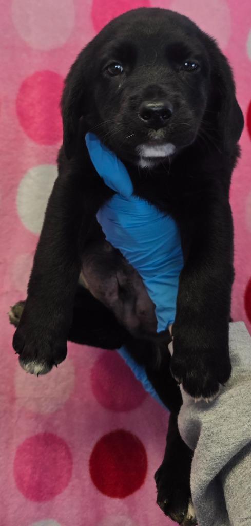 Enlarge Doody, a Adoptable mixed breed in Murphysboro, IL image 2/2