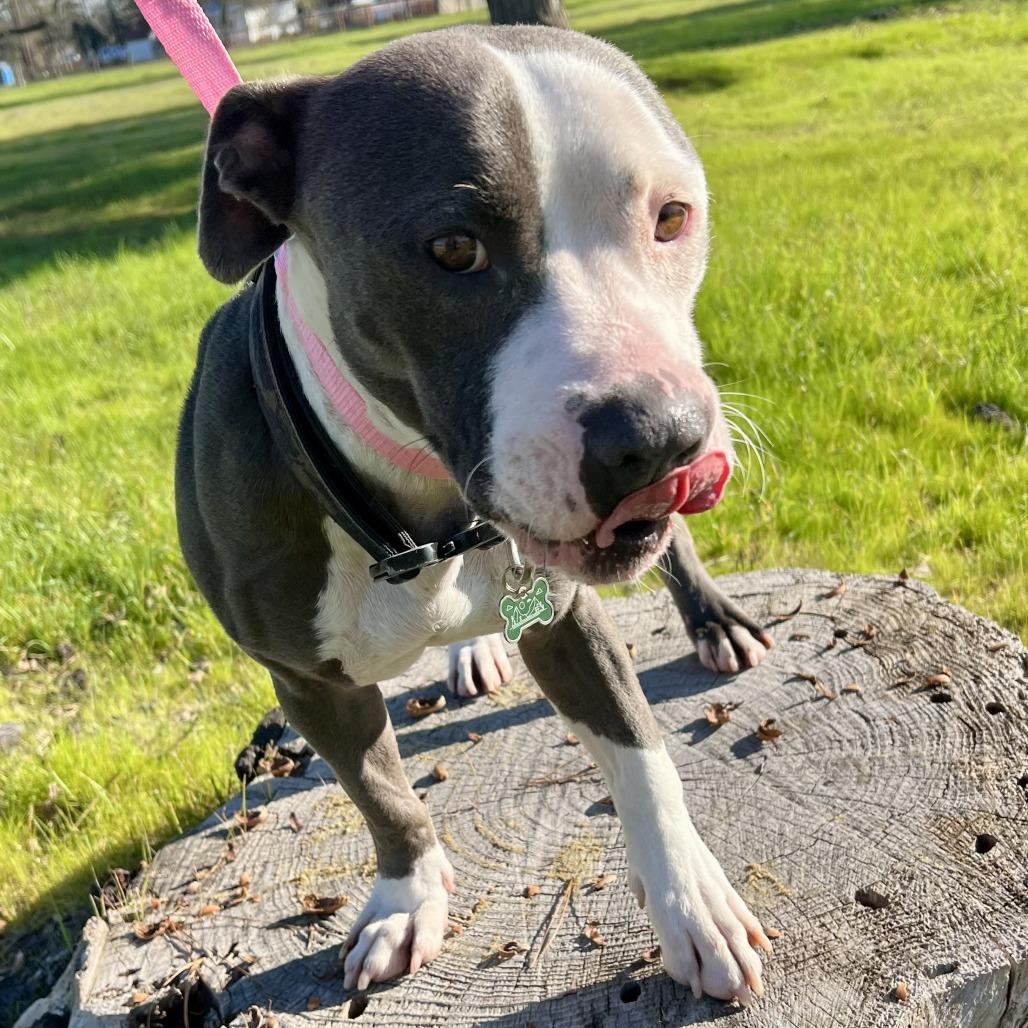 Rico Suave, Adoptable, Adult Male Pit Bull Terrier.