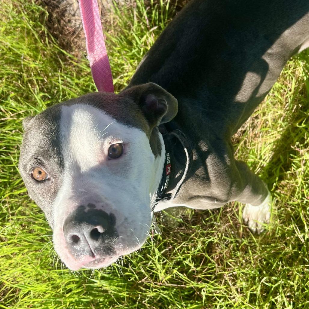 Enlarge Rico Suave, a Adoptable Pit Bull Terrier in Sonoma, CA image 2/3