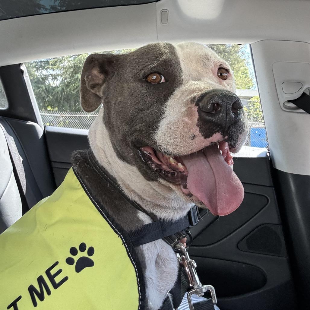 Enlarge Rico Suave, a Adoptable Pit Bull Terrier in Sonoma, CA image 3/4
