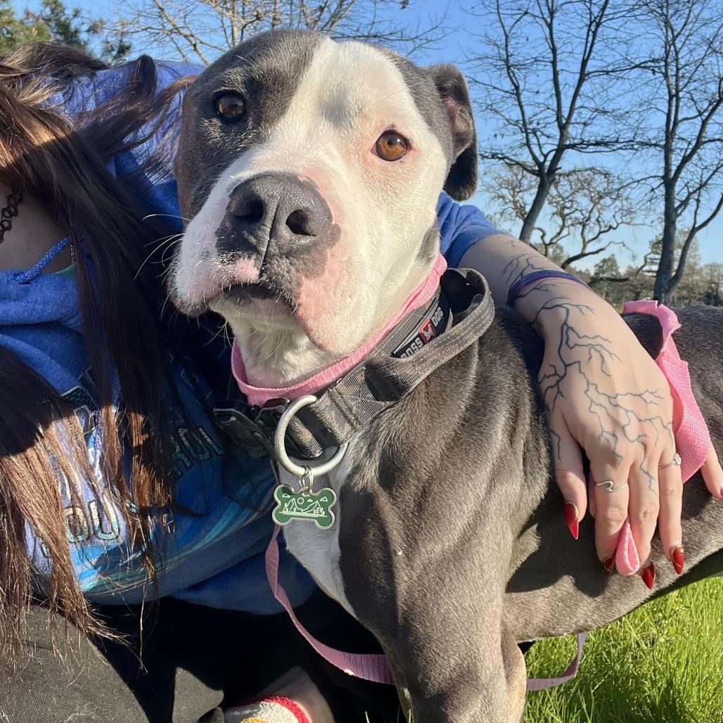 Enlarge Rico Suave, a Adoptable Pit Bull Terrier in Sonoma, CA image 3/3