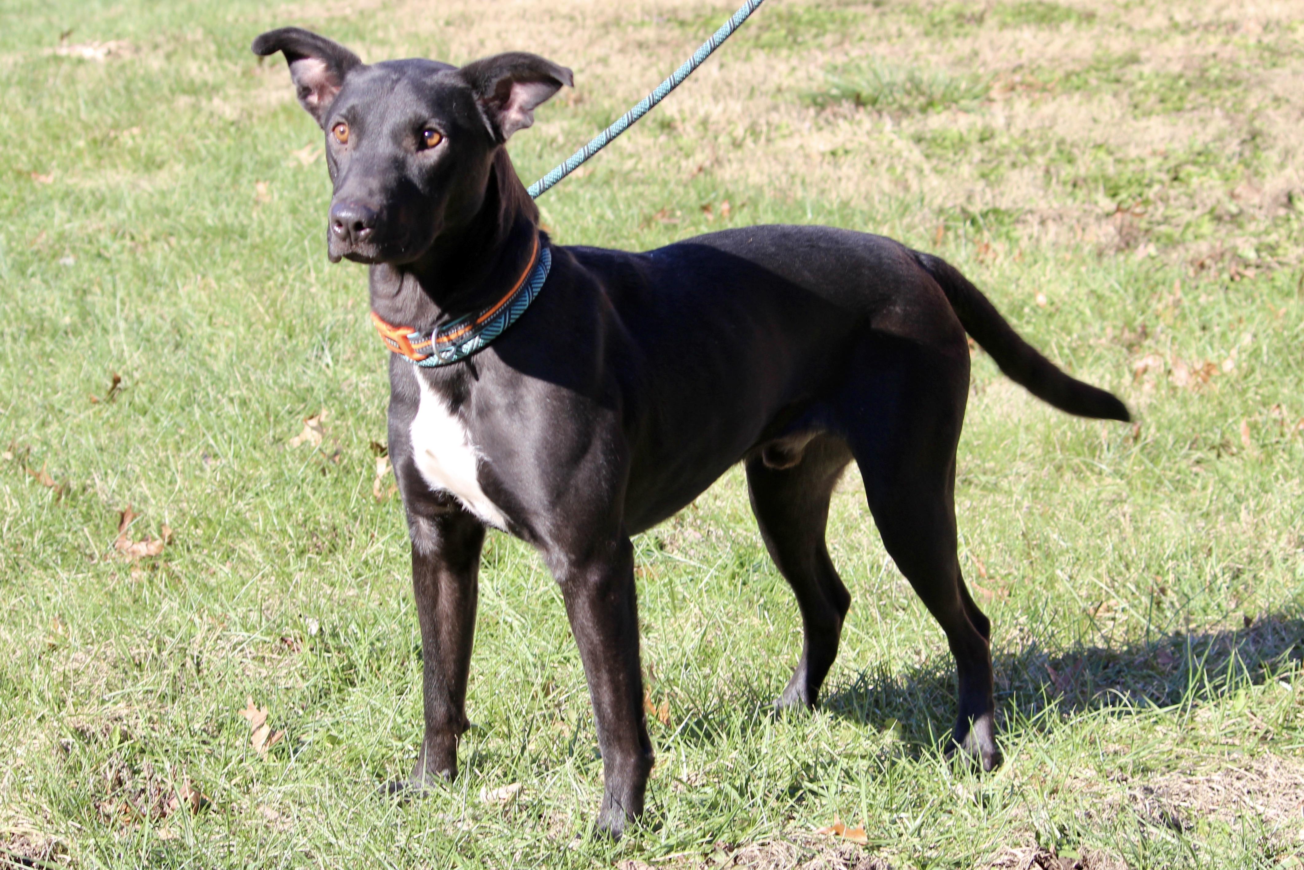 COWBOY — thumbnail 2