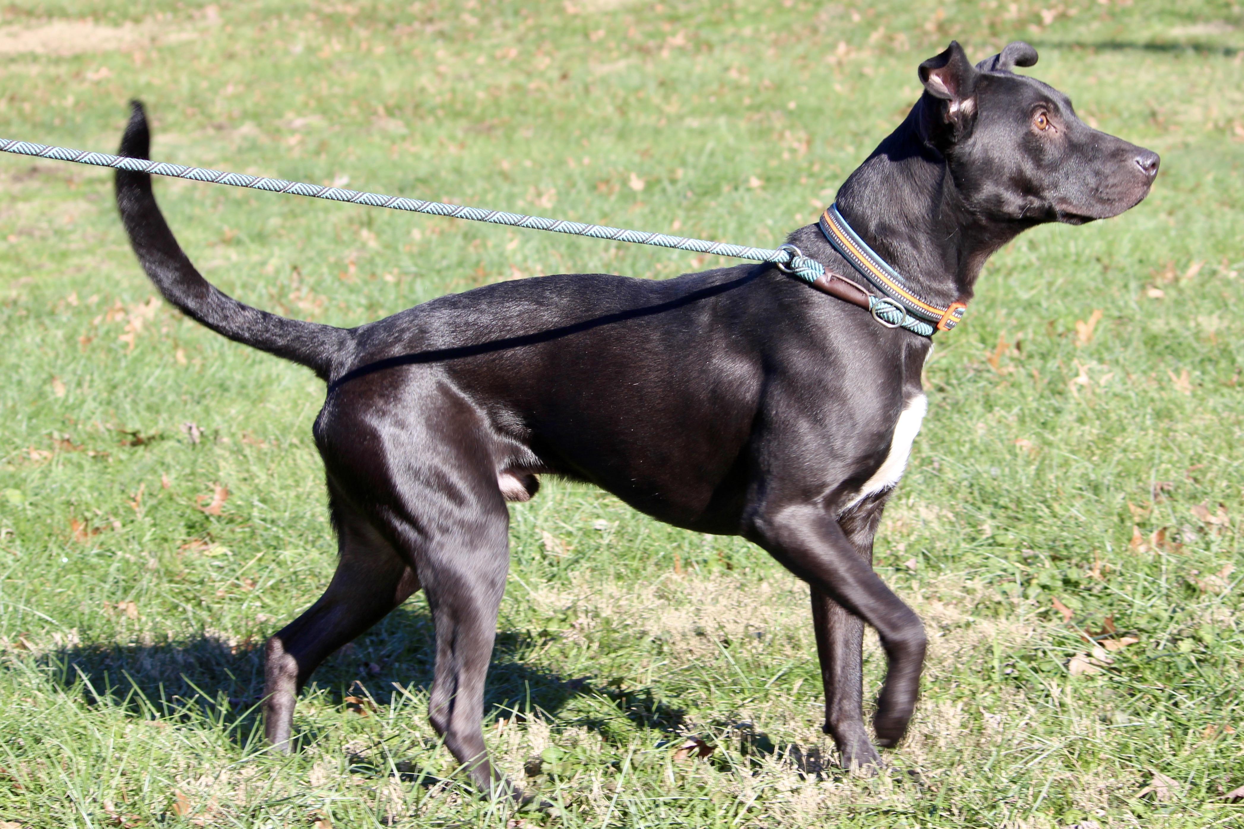 COWBOY — thumbnail 4