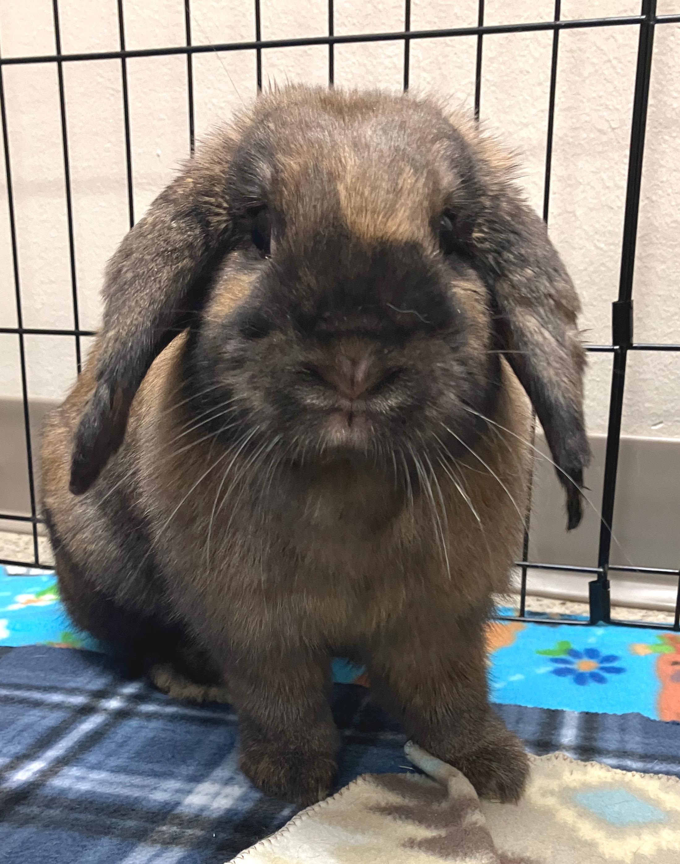 Enlarge Lolly & Iggy, an adopted Holland Lop in Oshkosh, WI image 2/6