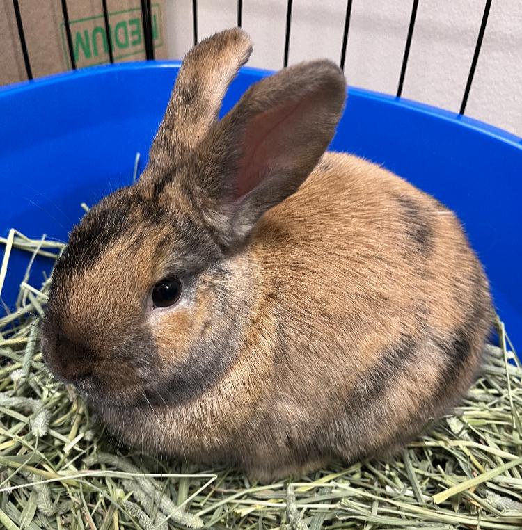 Enlarge Lolly & Iggy, an adopted Holland Lop in Oshkosh, WI image 5/6