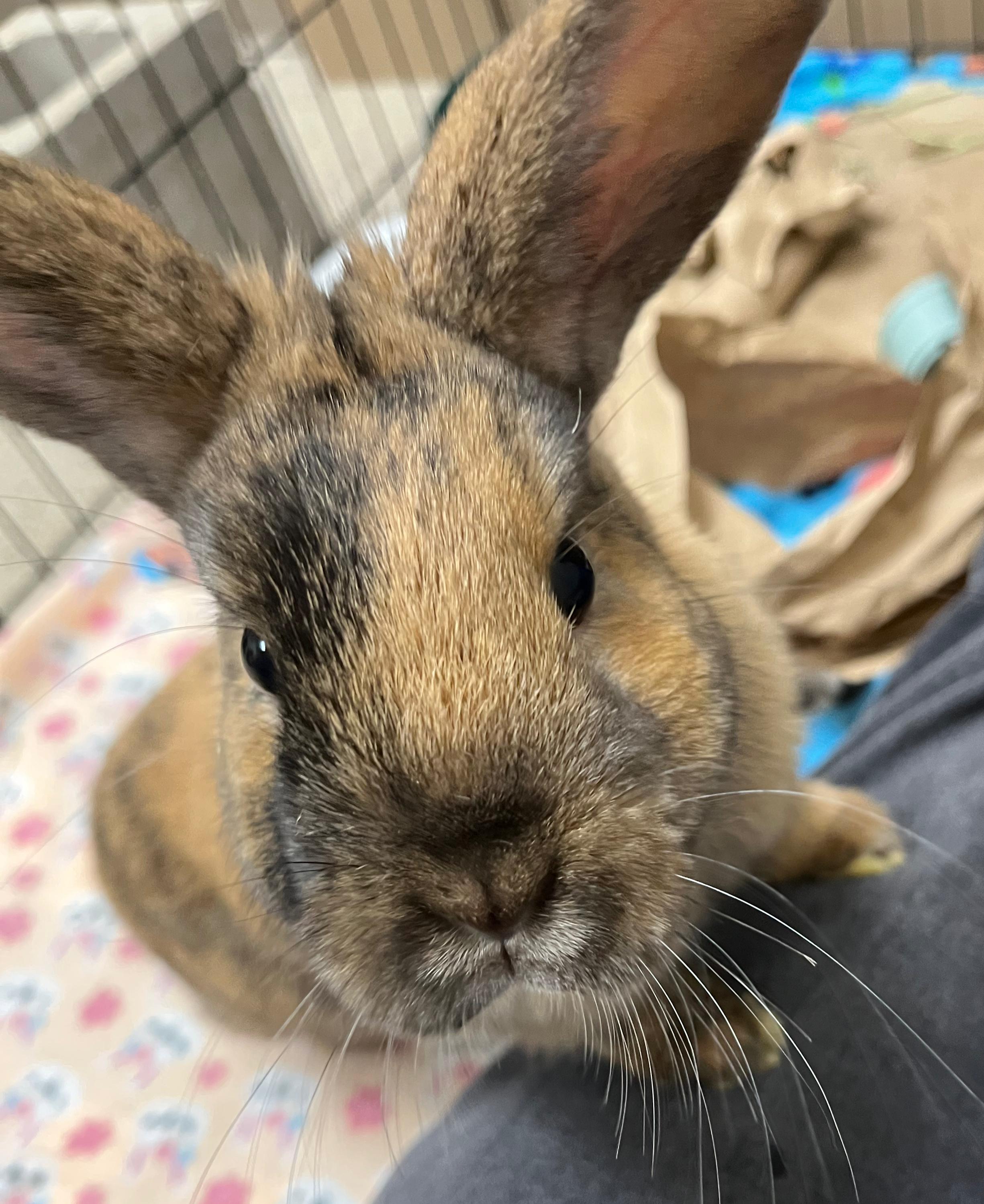 Enlarge Lolly & Iggy, an adopted Holland Lop in Oshkosh, WI image 4/6