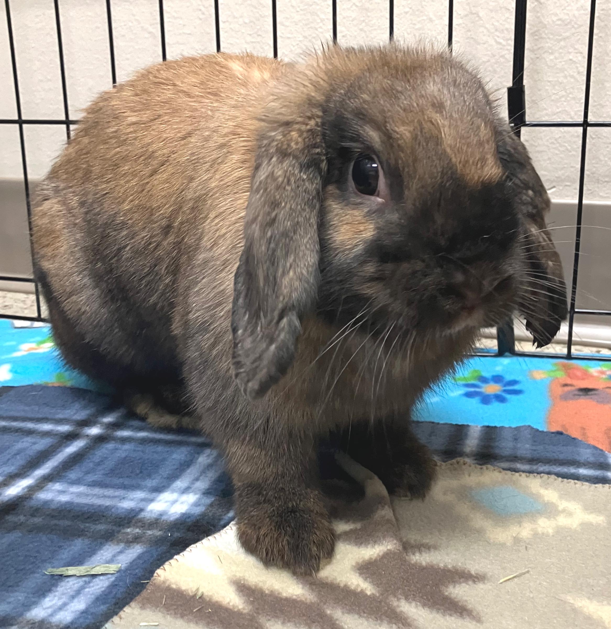 Enlarge Lolly & Iggy, an adopted Holland Lop in Oshkosh, WI image 3/6