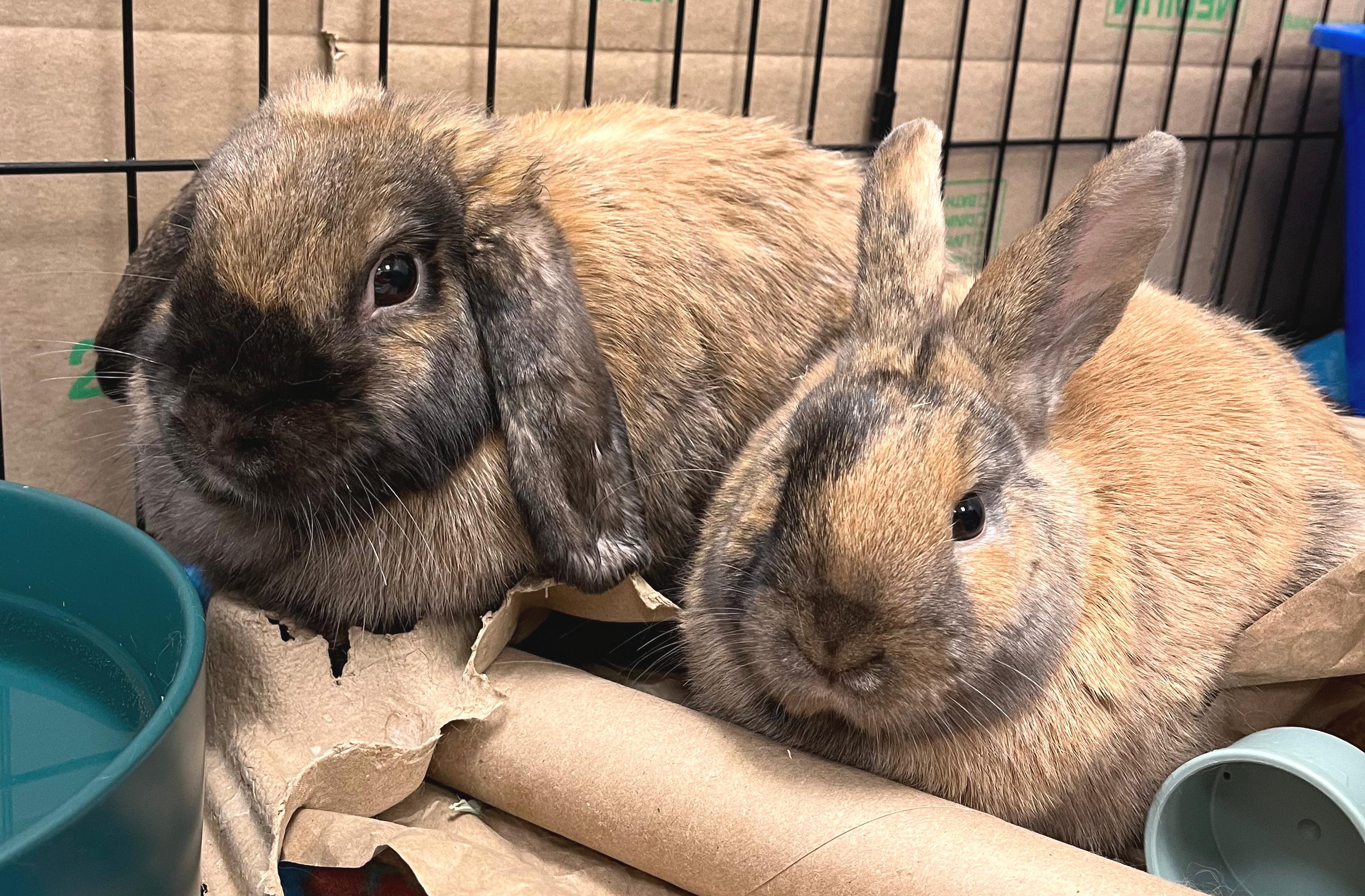 Lolly & Iggy, adopted, Young Female Holland Lop.