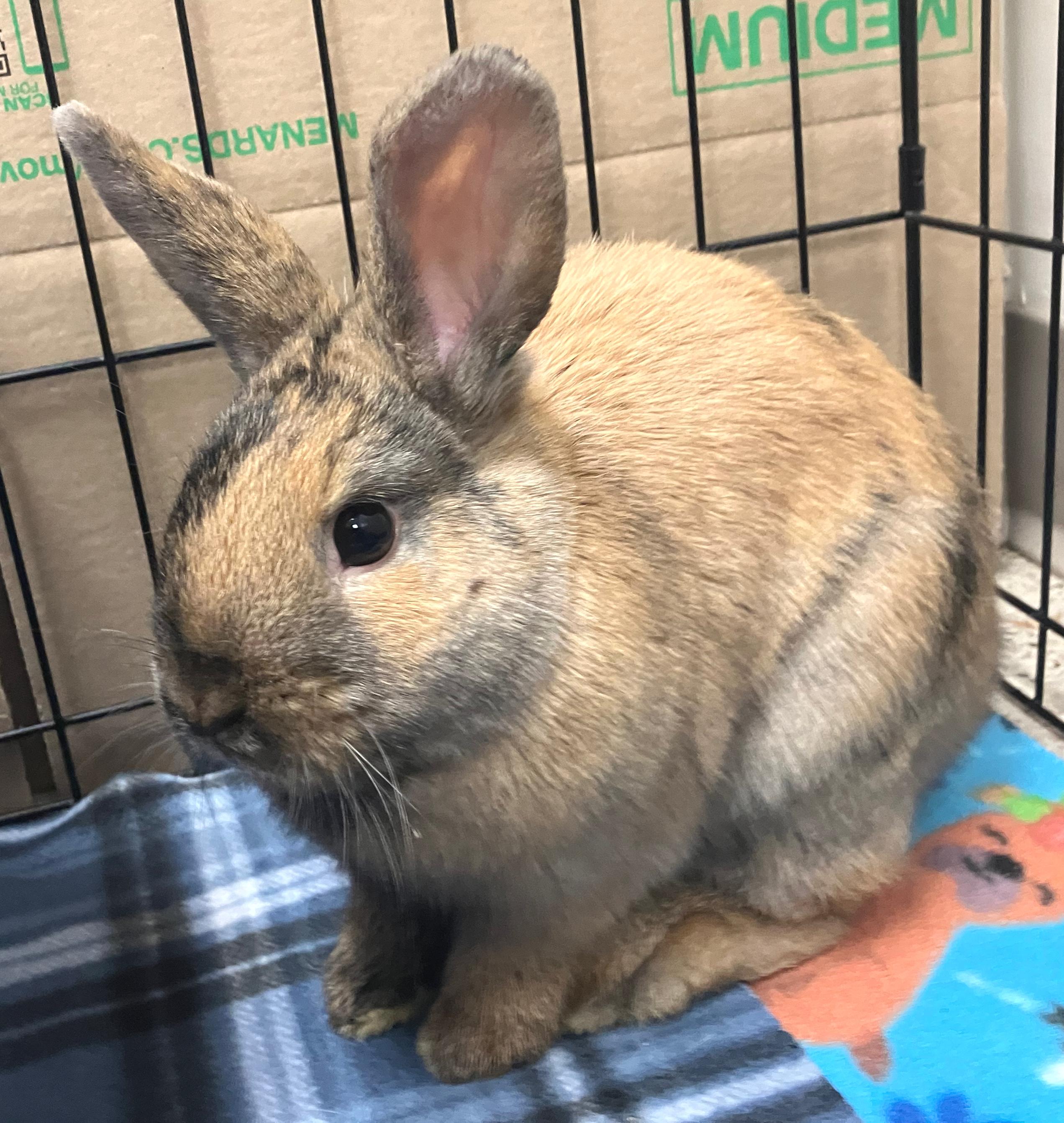 Enlarge Lolly & Iggy, an adopted Holland Lop in Oshkosh, WI image 6/6