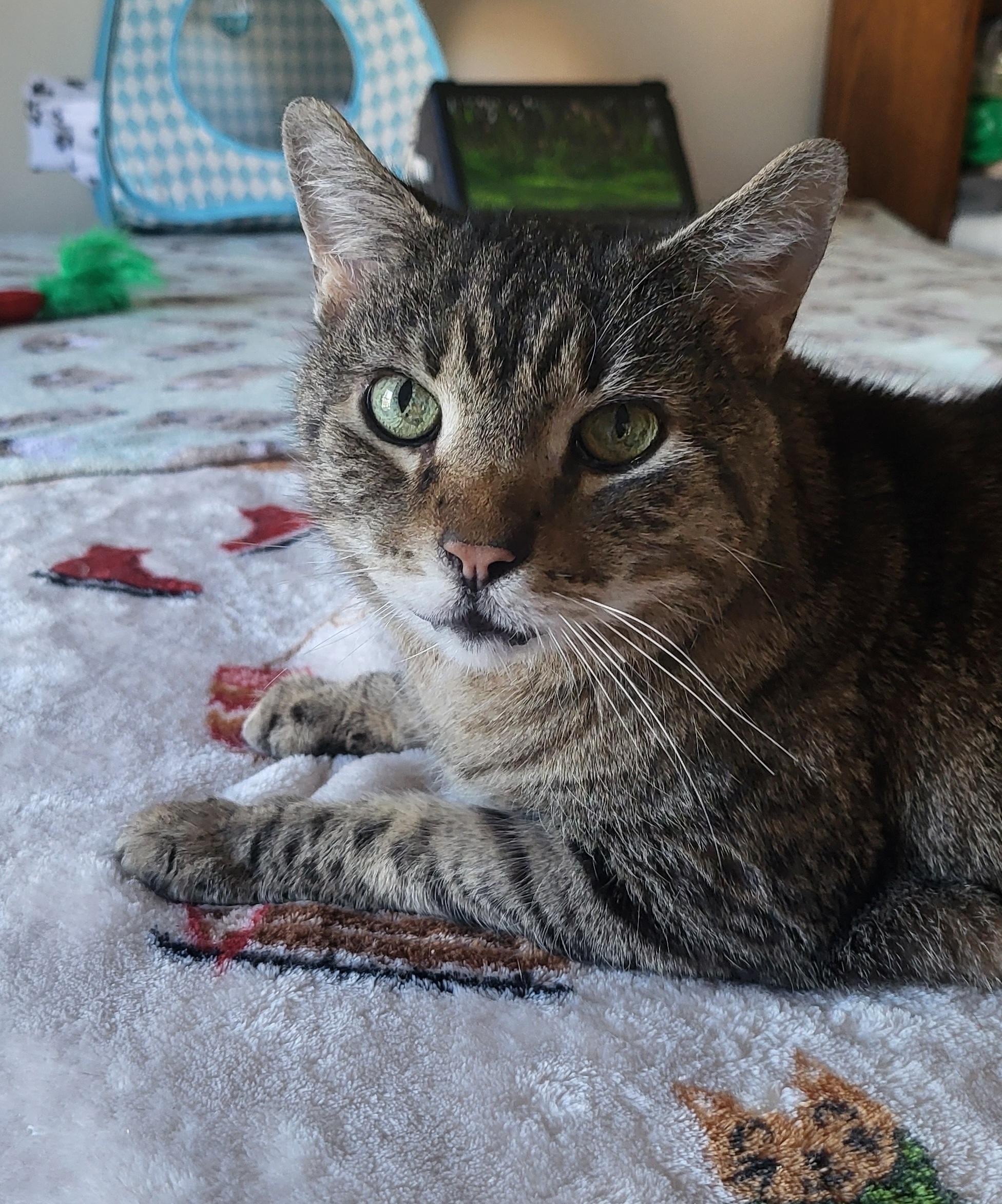 Enlarge Jason, a Adoptable Domestic Short Hair in Lemoyne, PA image 1/4