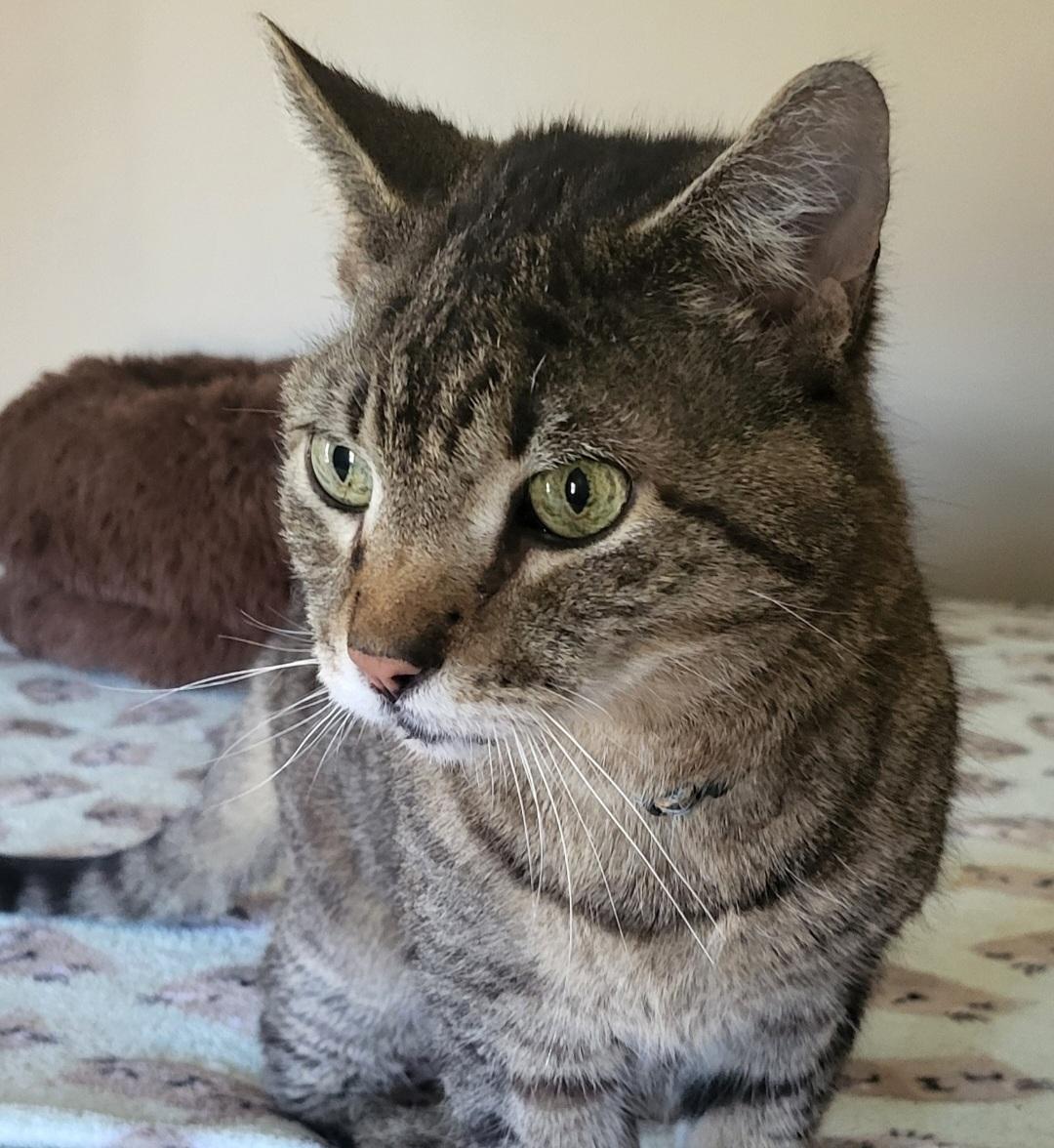 Enlarge Jason, a Adoptable Domestic Short Hair in Lemoyne, PA image 2/4